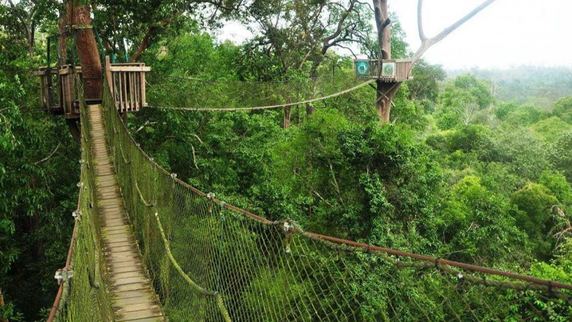 Bukit Bangkirai, Menjajal Sensasi Berpetualang di Konservasi Hutan Tropis Kalimantan Timur