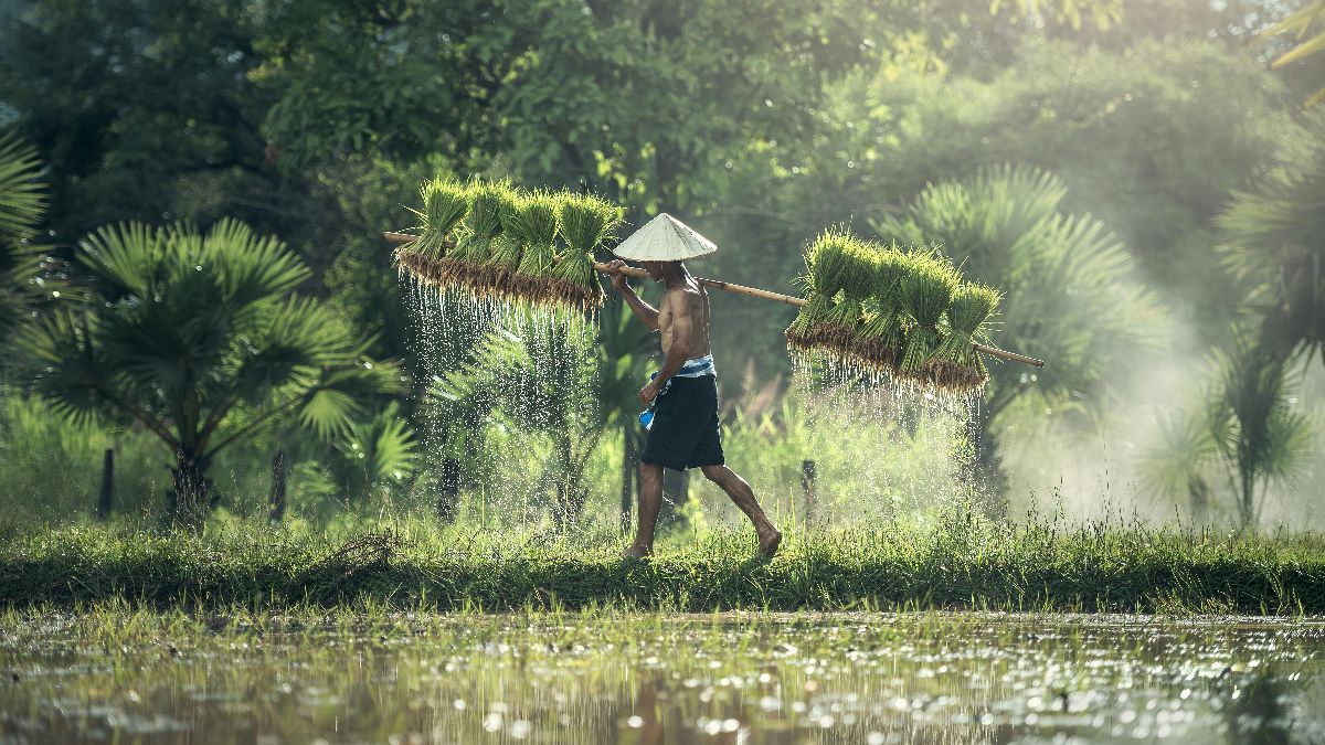 Cara Menghitung Zakat Padi Sawah, Umat Muslim Wajib Tahu