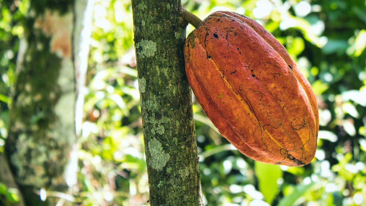 6 Manfaat Buah Kakao untuk Kecantikan, Bantu Cegah Jerawat