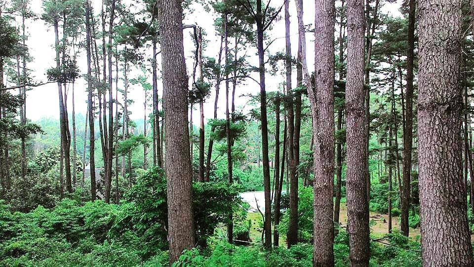 Berkunjung ke Tahura Pocut Meurah Intan, Suguhkan Objek Wisata Menarik dan Kawasan Observasi