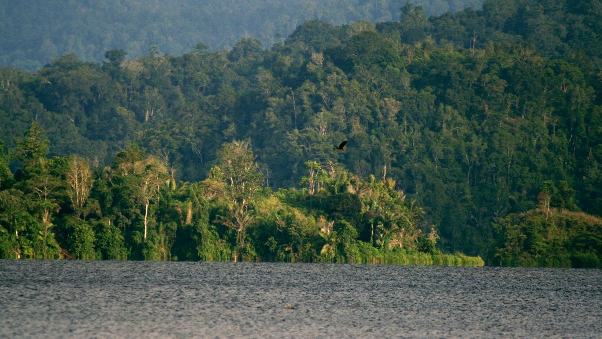 Fakta Menarik Taman Nasional Lore Lindu, Ladangnya Warisan Megalitikum hingga Kekayaan Flora Fauna Langka