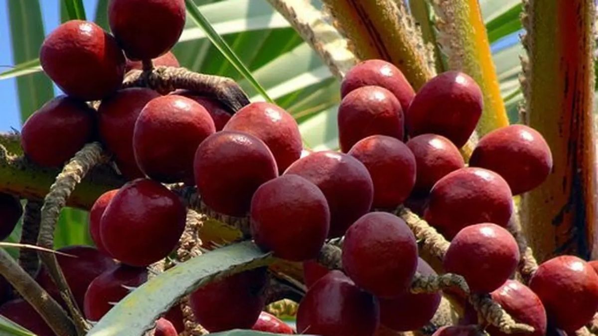 Rahasia Pohon Buah Zuriat, Ternyata Punya Manfaat Luar Biasa untuk Kesehatan