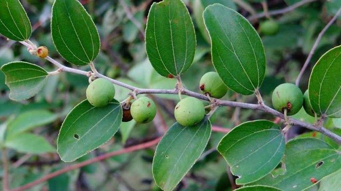 10 Manfaat Daun Bidara Ini Ternyata Berkhasiat untuk Kesehatan Jantung, Obat Sariawan hingga Kolesterol