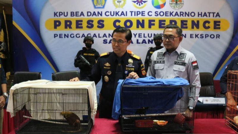 Selundupkan Burung Cenderawasih dan Berang-Berang, Aktor Bollywood Ditangkap di Bandara Soekarno-Hatta