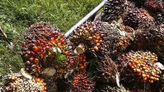 Petani Sawit Sebut Pembentukan Aturan ISPO Disuntik Dana Asing hingga Rp13 Miliar