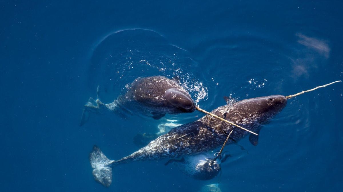 Potret Makhluk Misterius di Laut yang Punya Tanduk Seperti Unicorn, Panjangnya Hingga 3 Meter