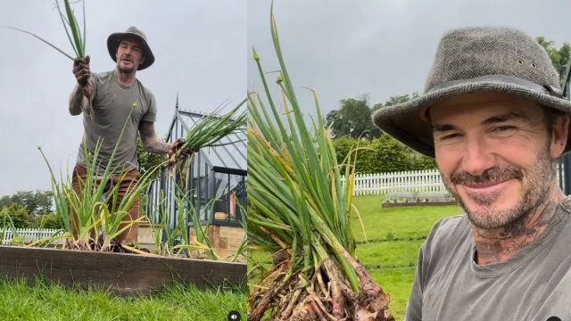 Penampilan David Beckham saat Berkebun, Panen Daun Bawang Buat Victoria