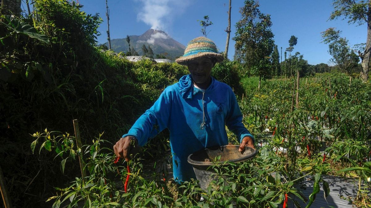 Siap-Siap Harga Cabai Bakal Naik di Pasar Karena Ini