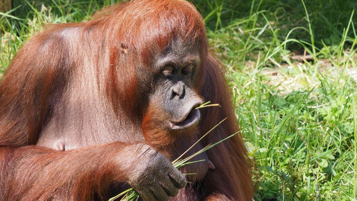 Penampakan Orang Utan Raksasa Diduga di Kaltim, Datang ke Permukiman Warga Disebut karena Hutan Digunduli