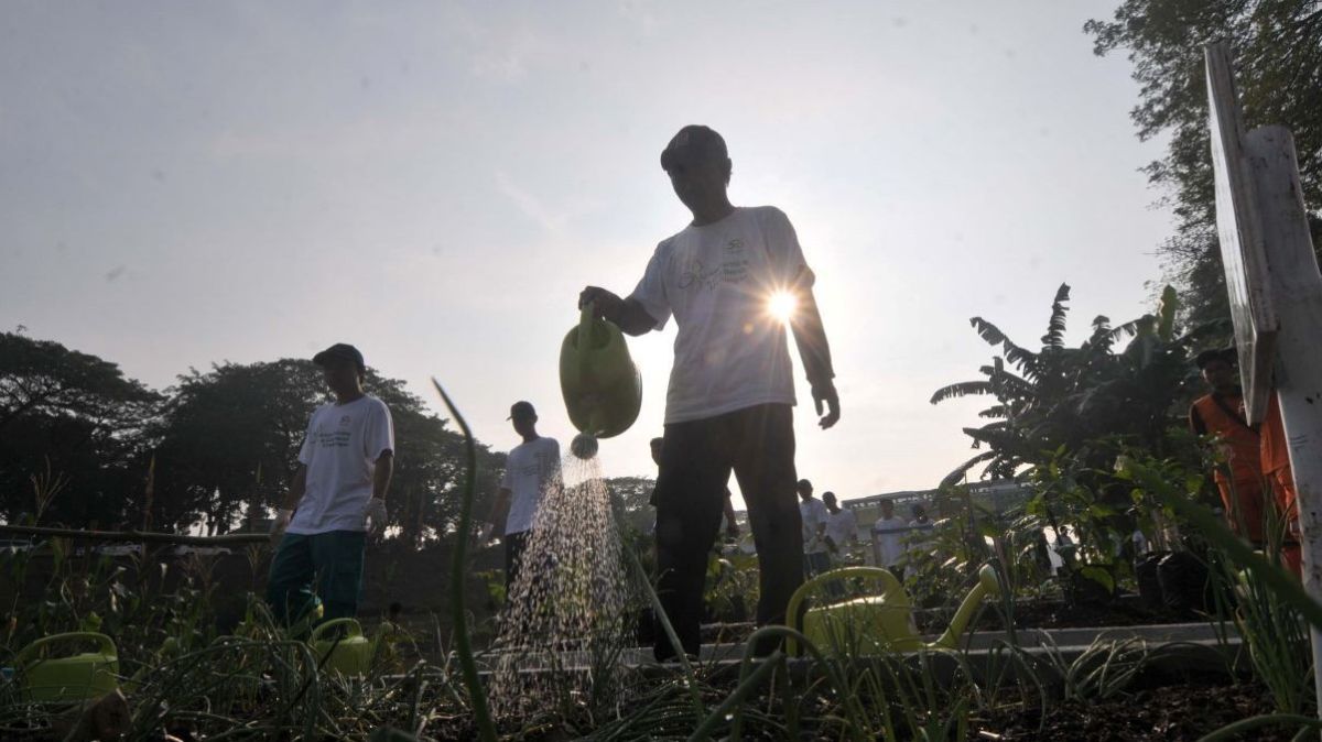 FOTO: Memanfaatkan Lahan Kosong Kanal Banjir Timur Menjadi Produktif dengan Menanam Bibit Sayuran dan Buah-Buahan