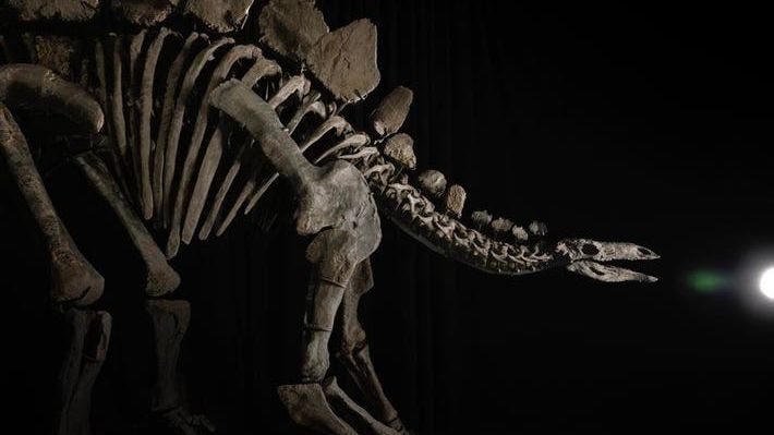 Fosil Stegosaurus Termahal di Dunia Terjual dengan Harga Rp723 Triliun