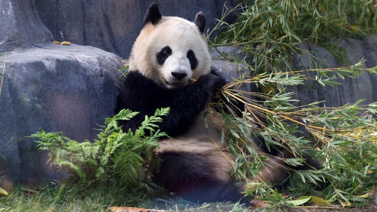 FOTO: Lucunya Dua Ekor Panda Raksasa dari China Resmi Jadi Penghuni Baru Kebun Binatang San Diego di Amerika Serikat