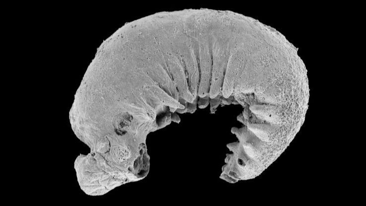 Fosil Larva Misterius Berusia 520 Juta Tahun Ditemukan dengan Otak dan Tubuh Lengkap, Begini Penampakannya