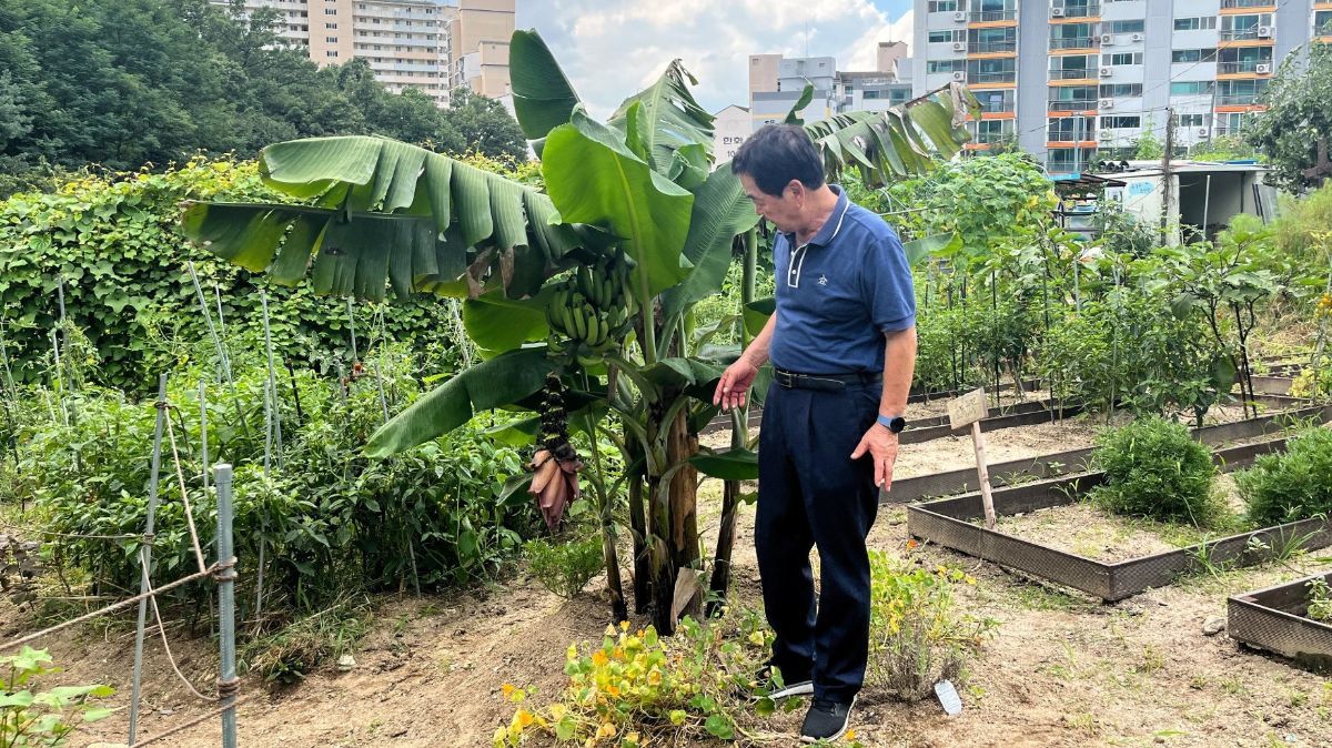 FOTO: Jadi Pertanda Buruk, Ini Penampakan Pohon Pisang yang Mulai Berbuah di Korea Selatan