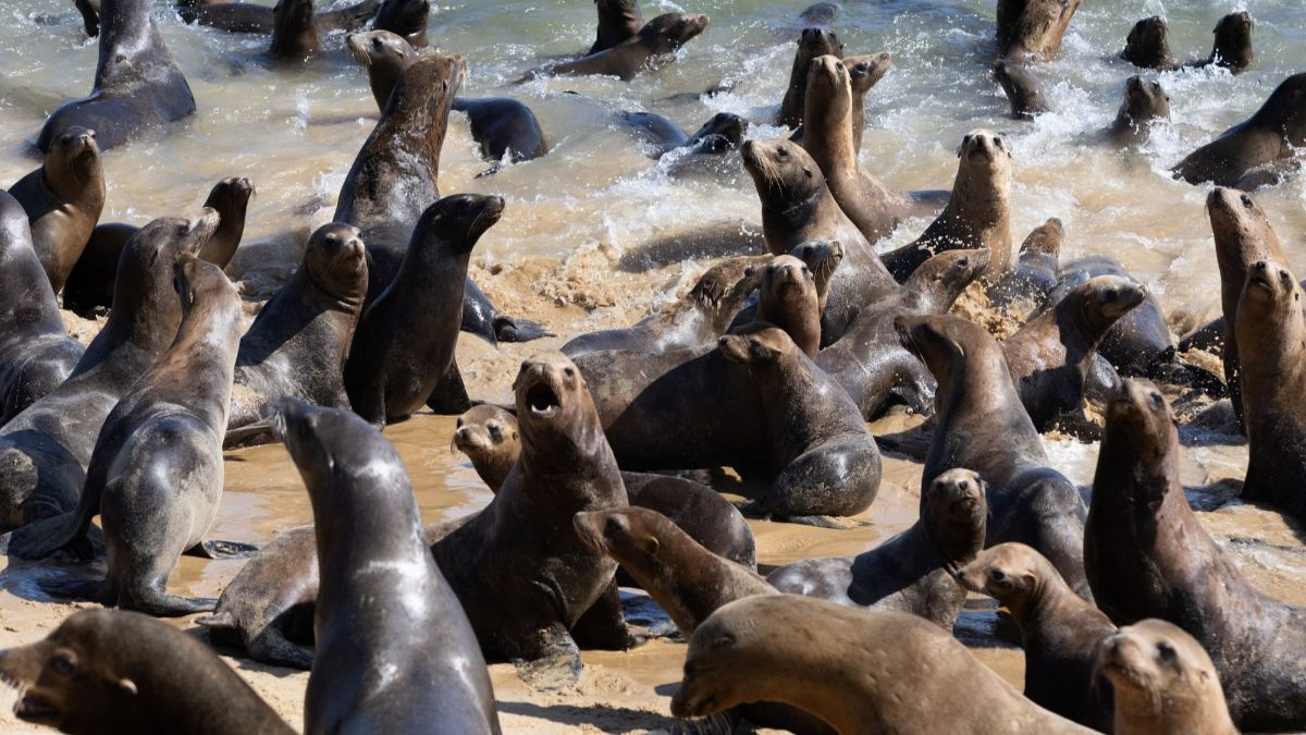 FOTO: Penampakan Pantai California di Amerika Serikat Dikuasai Gerombolan Singa Laut