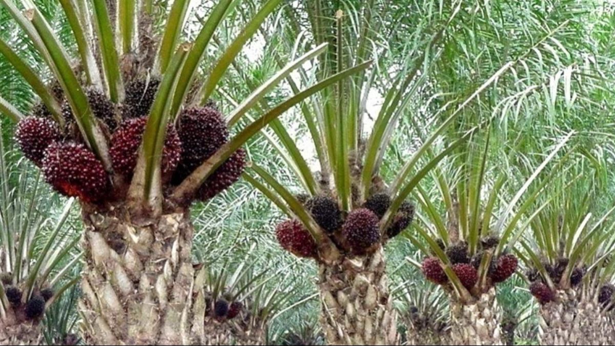 Tega Banget! Mandor Perusahaan Borgol Bocah Ambil Brondolan Sawit Sampai 5 Jam Tak Dilepas, ini Potretnya