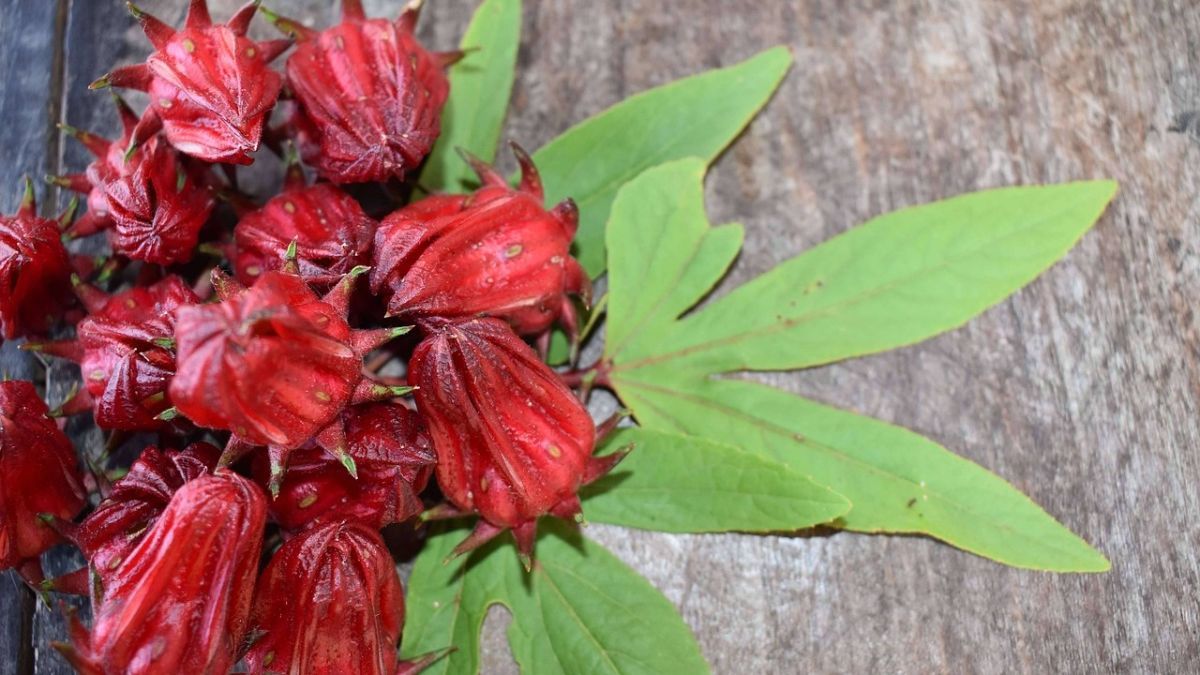 7 Efek Samping Bunga Rosella, Sering Buang Air Kecil hingga Tekanan Darah Rendah