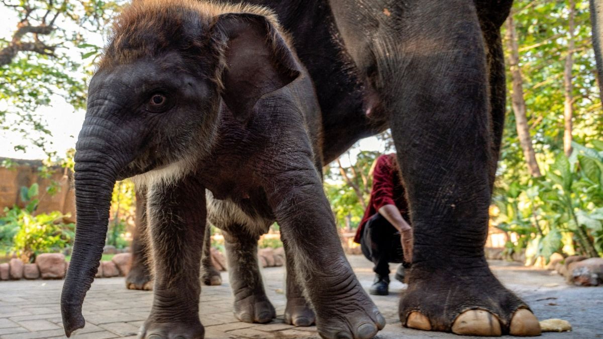 FOTO: Perkenalkan Ini Rocky Balboa, Anak Gajah Hasil Perkawinan Lembang dan Doa di Kebun Binatang Surabaya