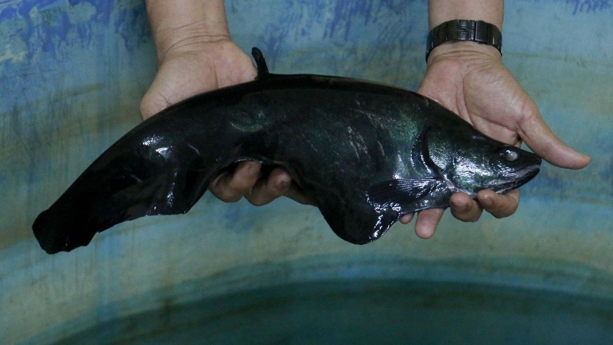 FOTO: Mengunjungi Pusat Konservasi Ikan Belida Terancam Punah di Palembang