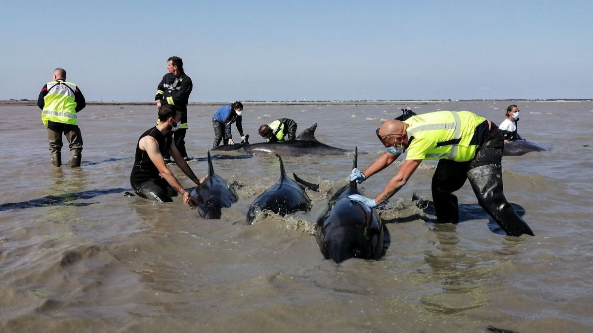 FOTO: Dramatis Penyelamatan Belasan Ekor Lumba-Lumba Terdampar di Pantai Atlantik Prancis, 17 Berhasil Selamat, 1 Mati