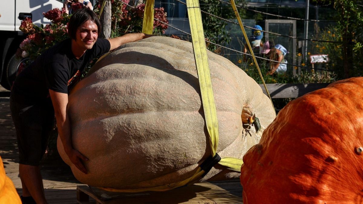 FOTO: Pameran Sayuran Raksasa di Rusia, Labu Parang Seberat 817 Kg Ini Cetak Rekor