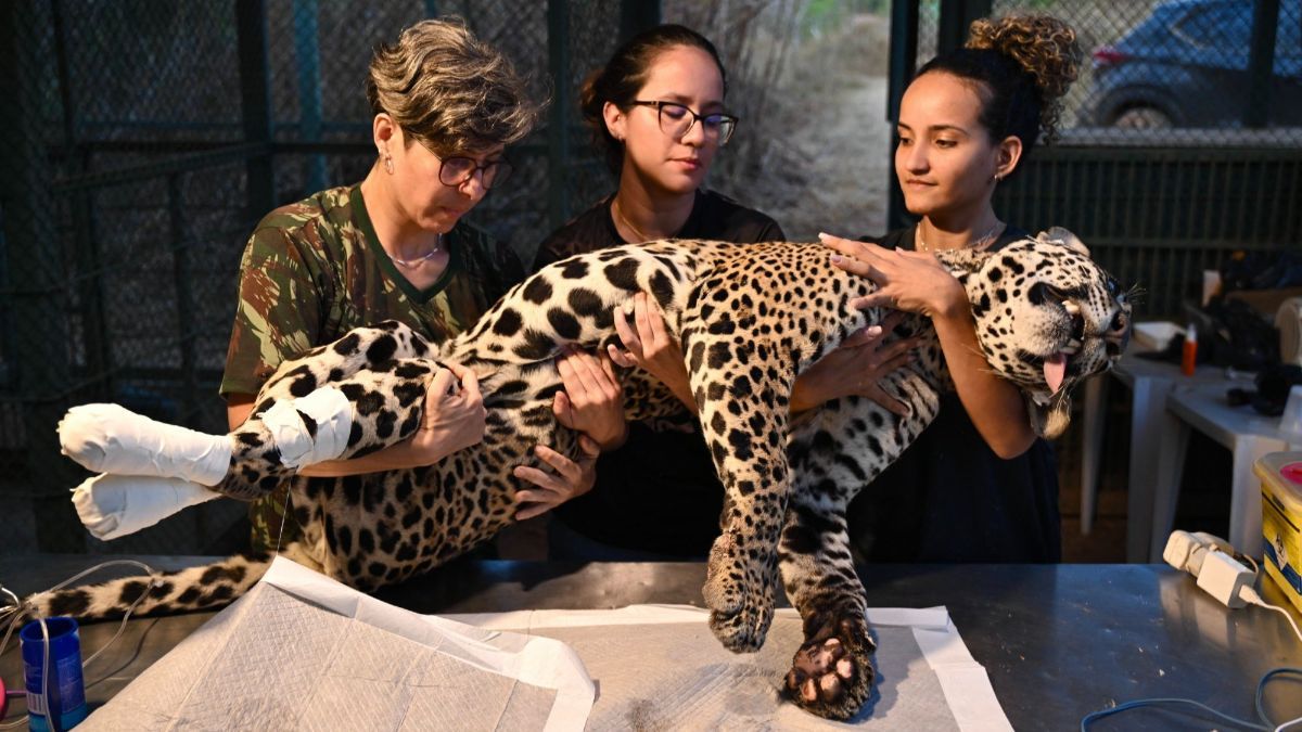 FOTO: Mengintip Perawatan Jaguar Betina Terluka Akibat Kebakaran Hutan di Brasil