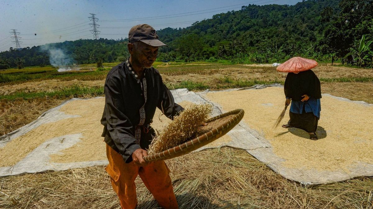 FOTO: Dua Faktor Ini Sebabkan Satu Liter Beras di Tingkat Petani Naik, Harganya Sekarang Jadi Segini