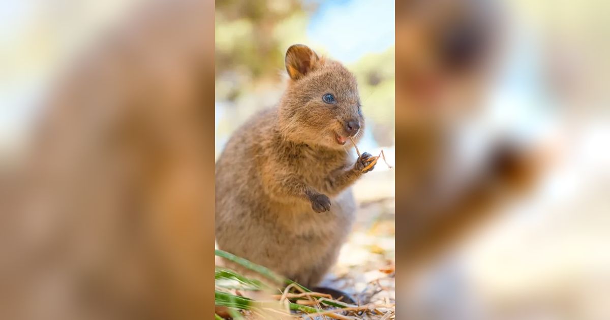 Quokka, Hewan Asli Australia yang Murah Senyum dan Suka Selfie
