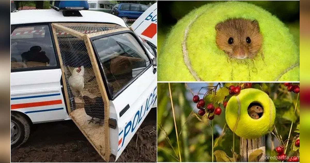 6 Foto Kandang Hewan Peliharaan yang Terbuat dari Bahan Daur Ulang, Hasilnya Sangat Menarik!