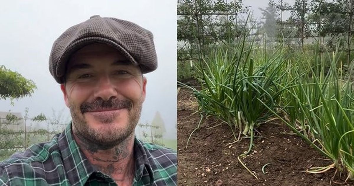 Foto David Beckham Mengelola Peternakan Ayam dan Berkebun, Kehidupan Setelah Pensiun Menjadi Viral di Media Sosial