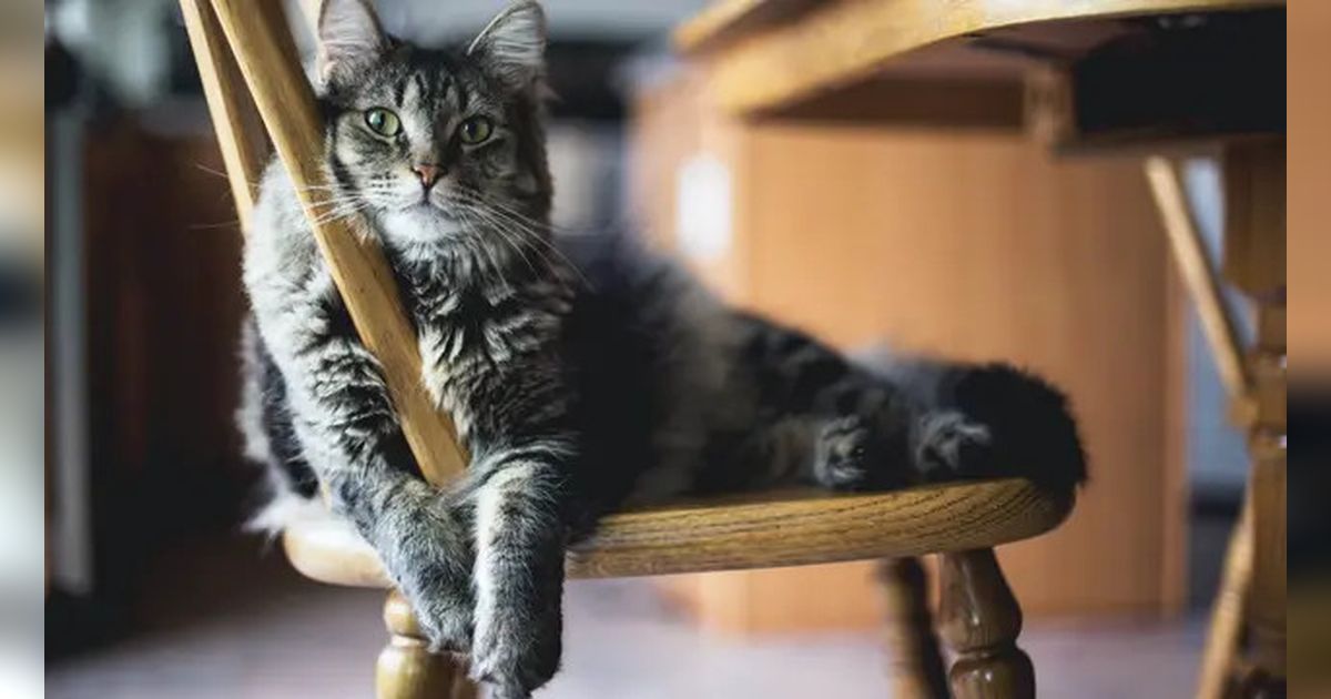 Hilang Saat Diajak Berkemah di Hutan, Kucing Ini Berjalan Selama 2 Bulan Tempuh Ribuan Kilometer untuk Temukan Pemiliknya