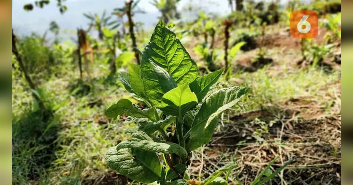 Pemerintah Diminta untuk Buat Harga Rokok Tidak Terjangkau untuk Tekan Beban Kesehatan