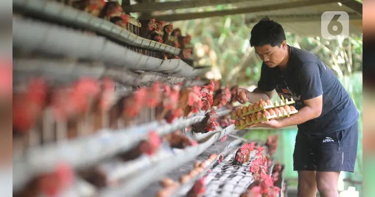 Detil Banget, Pakar UGM Ungkap Tips Sukses Beternak Ayam Kampung