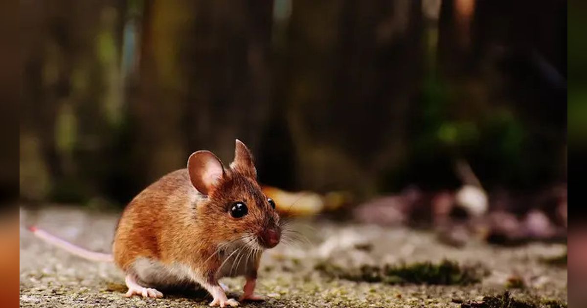 16 Cara untuk Mengusir Tikus dari Rumah Selamanya, Bebas Tikus dalam Waktu 2 Minggu