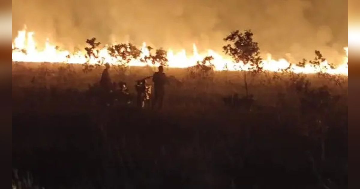 350 Hektare Lahan Taman Nasional Way Kambas Terbakar