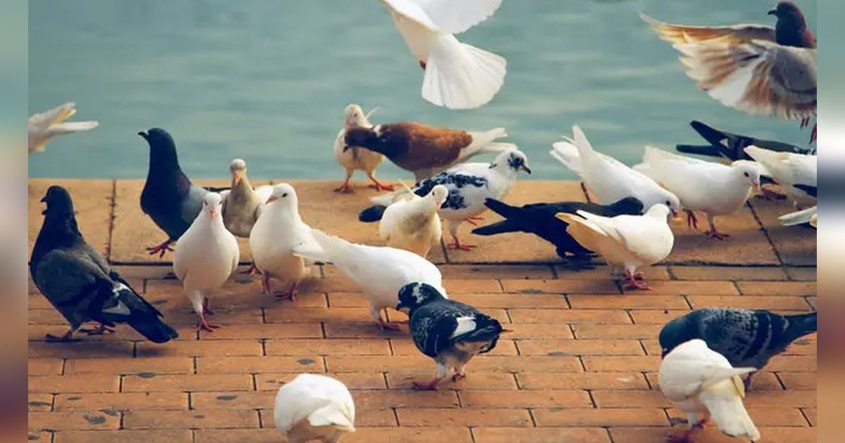 Hanya di Negara Ini, Burung Punya Perilaku Aneh Tabrakan Diri ke Kaca Jendela