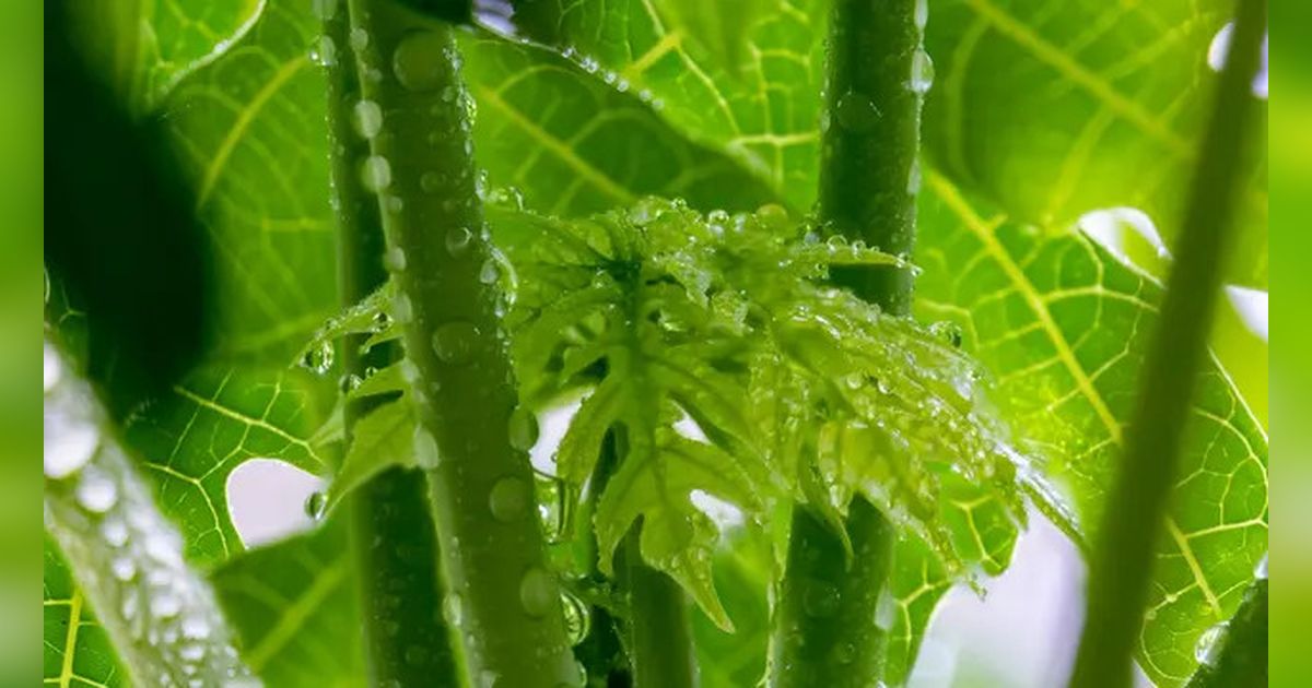 Rahasia Memasak Daun Pepaya Agar Tidak Pahit yang Jarang Diketahui