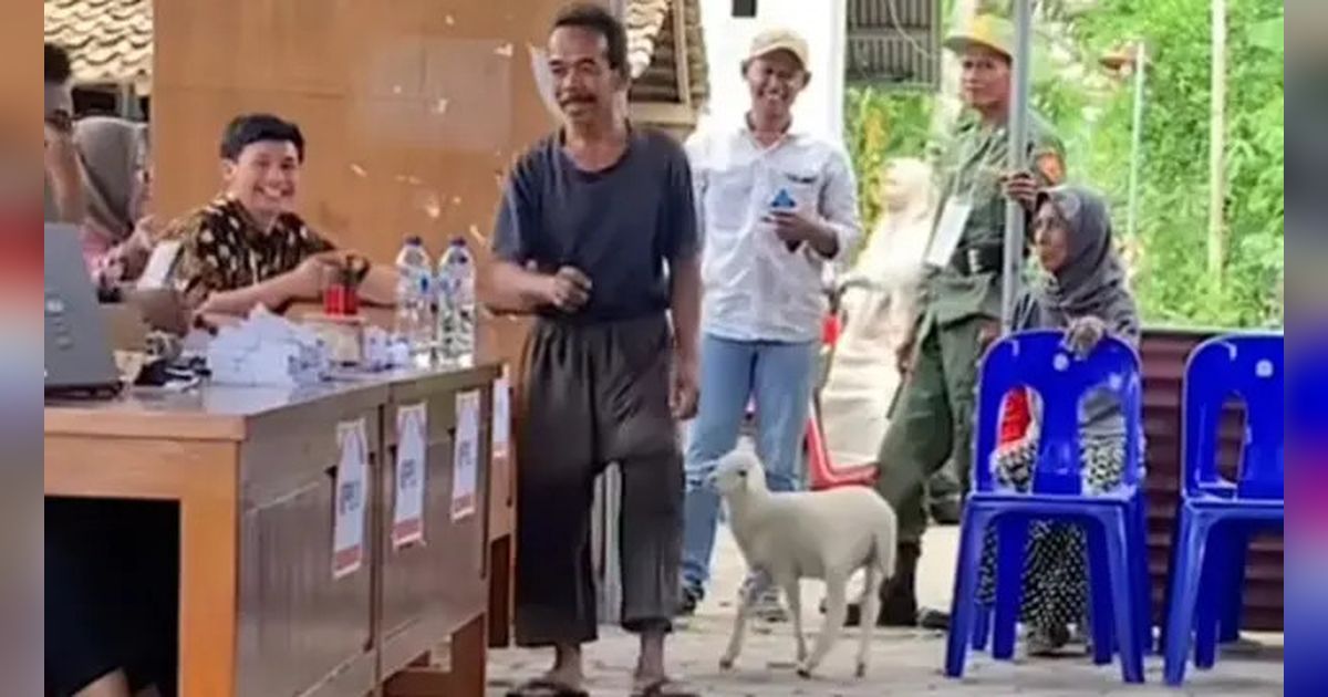 Tertangkap Kamera Sosok Bapak-Bapak Nyoblos Ditemani Kambing Kesayangan Sampai Bilik Suara Pilkada 2024