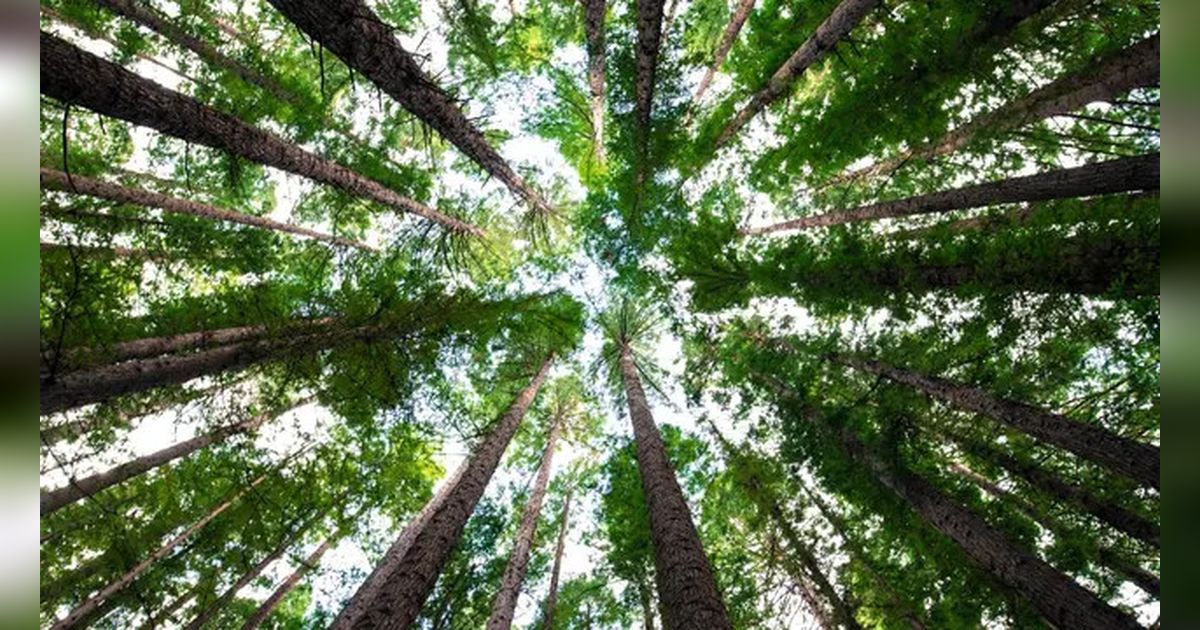 Ini Pohon Pinus Tertua di Dunia Berusia Hampir 5.000 Tahun, Tumbuh di Pegunungan Kering dan Berbatu