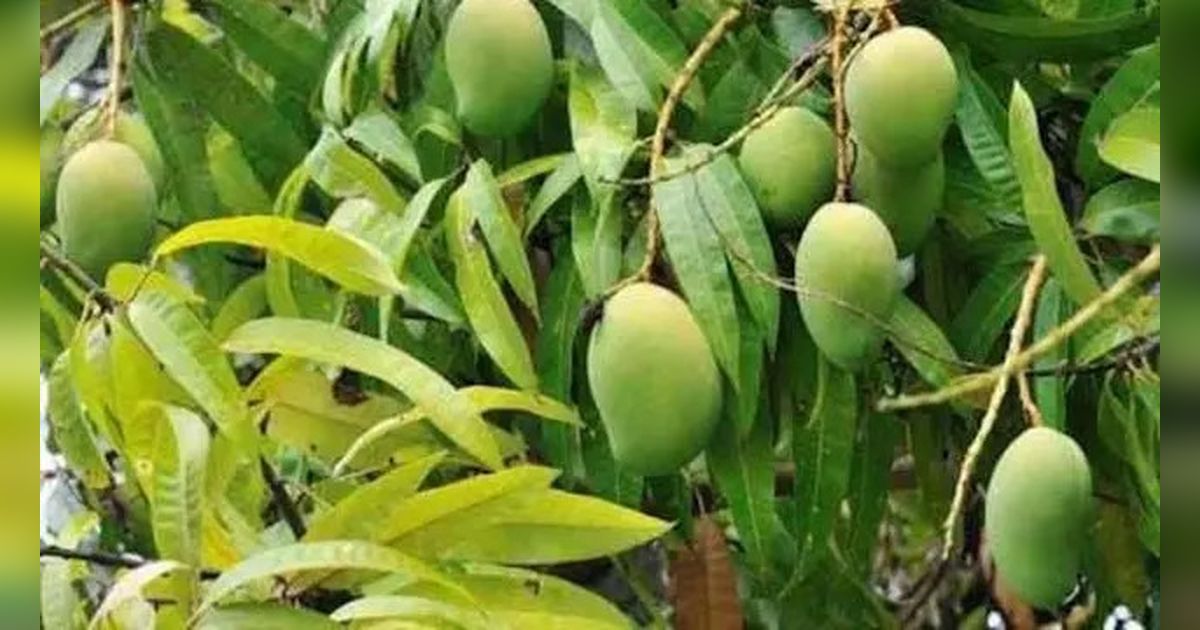 Rahasia Daun Mangga yang Jarang Diketahui, Ampuh Jaga Kesehatan dan Stabilkan Gula Darah