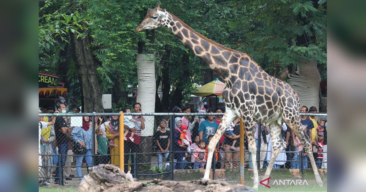 Peningkatan Kasus Covid-19 di Indonesia: Apa yang Terjadi?