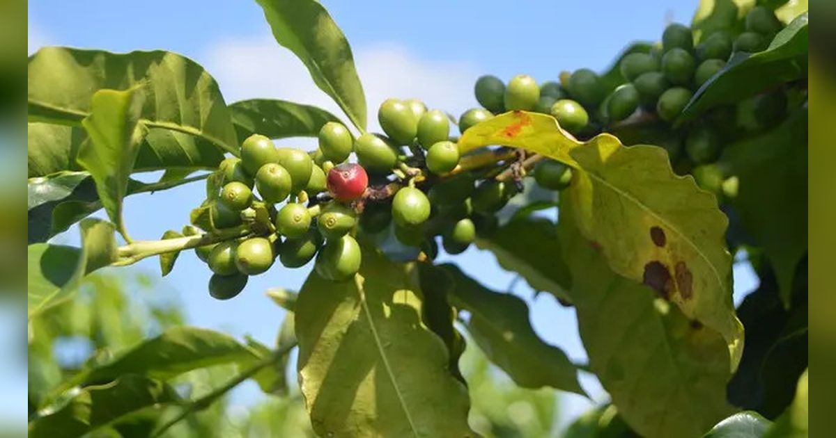 Cara Merebus Daun Benalu Kopi untuk Obat Kanker, Radang Sendi, hingga Masalah Tidur Mendengkur