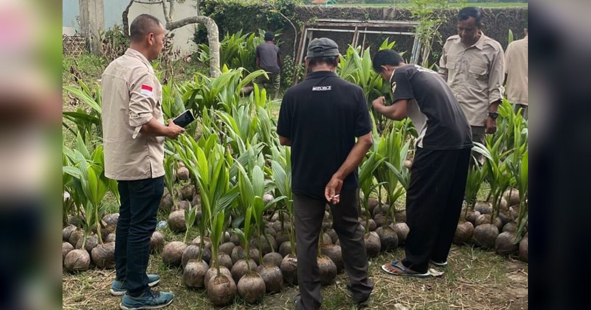 Petani Banyumas-Kebumen Dapat Bibit Kelapa Genjah, Cegah Risiko Pekerjaan