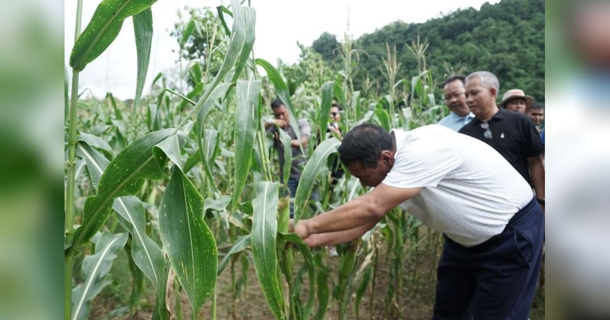 Mentan Dorong Petani Jagung Tingkatkan Produksi, Wujudkan Swasembada Pangan