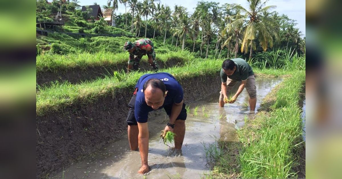 Gianyar Genjot Tanam Padi Organik, Wujudkan Ketahanan Pangan