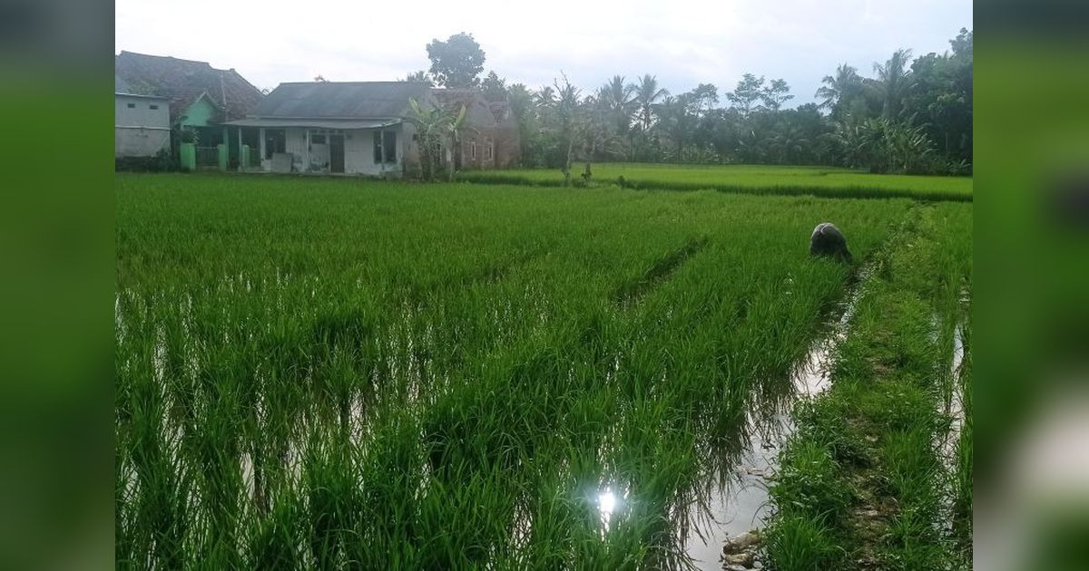 Pemkab Lebak Ajak Petani Gotong Royong Perbaiki Irigasi, Tingkatkan Produksi Pangan