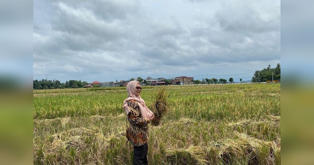 Produksi Gabah Kering Panen (GKP) Kota Pariaman 2024 Naik