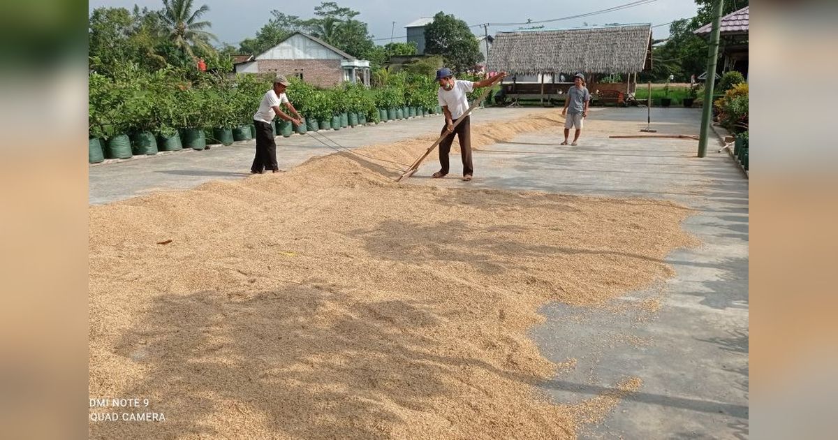 Produksi Padi Lebak 2024 Lampaui Target: Surplus hingga 15 Bulan