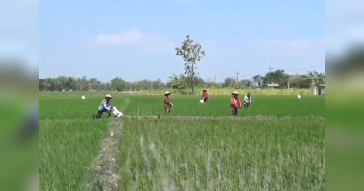 Produksi Padi Ngawi 2024 Meningkat: Inovasi dan Tantangan Ke Depan