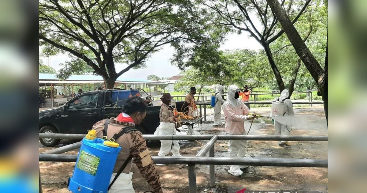 BPBD Jatim dan Pramuka Kerja Sama Cegah PMK di Gresik